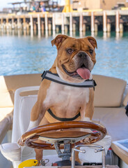 English bulldog driving a boat on the water