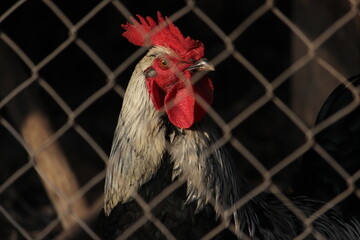 gallo de plumas blancas y negras con cresta roja detrás de una reja alambrada