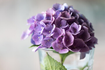 Beautiful multicolored hydrangea