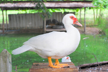 White feathered duck with reddish color on its beak. walking with a green tree background.
