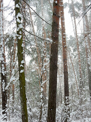 winter snowy sunny forest landscape with pine trees