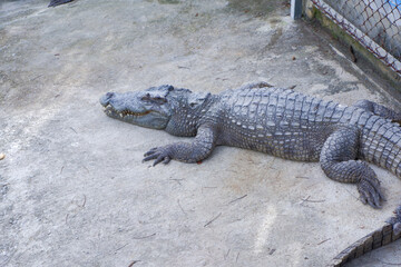 black gray crocodile sunbathing on land.