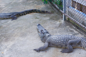 black gray crocodile sunbathing on land.