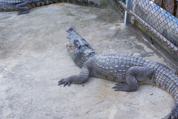 black gray crocodile sunbathing on land.