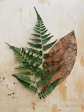 Fern and Skeleton Leaf