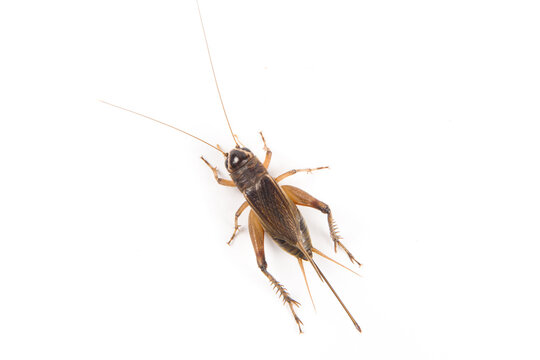 Field male cricket animal isolated on white background