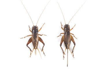 a male and female crickets animal isolated on white background