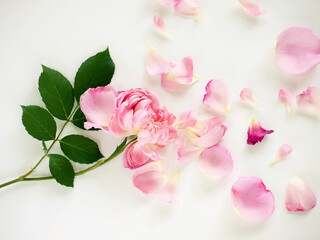 白バックにピンクの薔薇の花びら、散ったバラの花びら