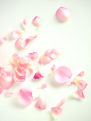 Fototapeta na wymiar 白バックにピンクの散った薔薇の花びら