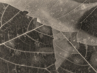Transparent texture of dry leaves in inverted colors. Abstract brown gray color background.