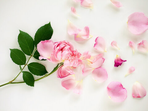 花散る の画像 14 014 件の Stock 写真 ベクターおよびビデオ Adobe Stock