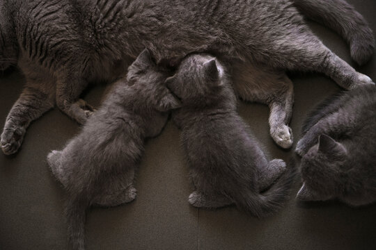 Closeup of little blue cats who are breastfeeding

