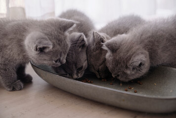 Adorable blue cats babies are eating, on the windowsill

