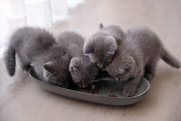 Adorable blue cats babies are eating, on the windowsill

