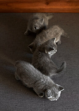 Cute blue cats playing on the sofa

