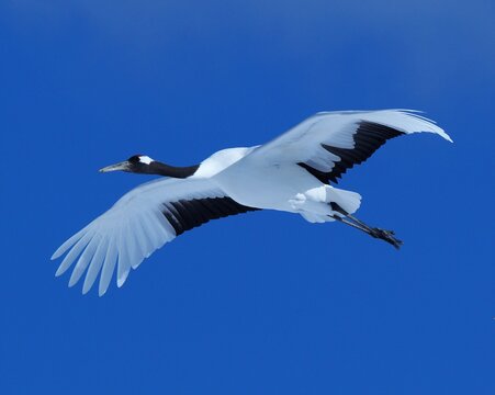 羽ばたく鳥 の画像 32 957 件の Stock 写真 ベクターおよびビデオ Adobe Stock 羽ばたく鳥 の画像 32 957 件の Stock 写真 ベクターおよびビデオ Adobe Stock