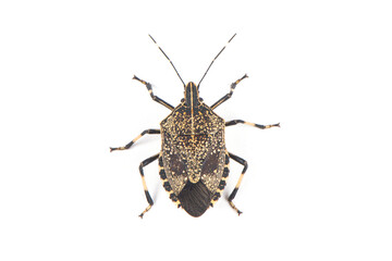Close-up stinkbug isolated on white background