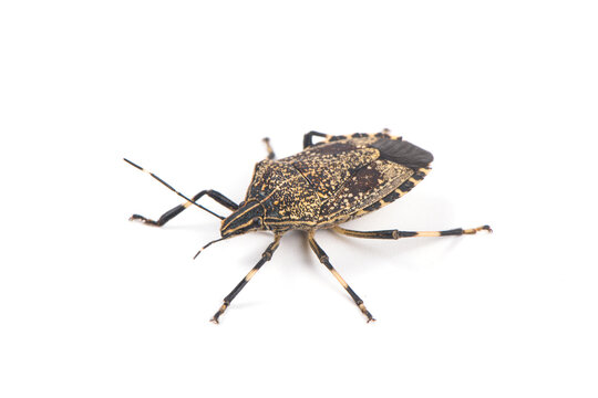 Close-up stinkbug isolated on white background