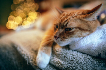 Orange Cat on Christmas