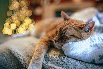 Orange cat sleeping on Christmas day