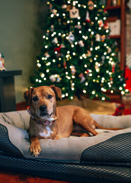 Dog in front of Christmas tree