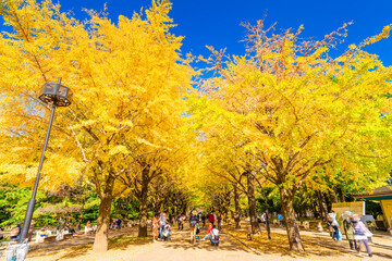 東京　光が丘公園の銀杏並木