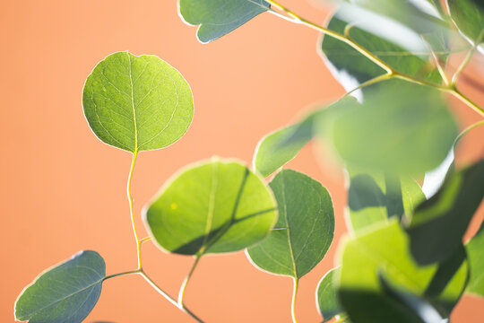 Eucalyptus leaves