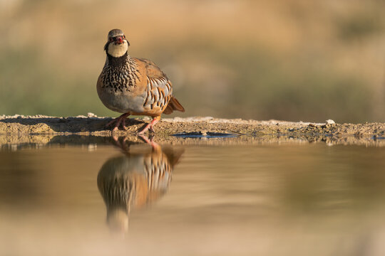 Red-Legged Partridge Cools Off On A Water Raft In Monegros Desert  