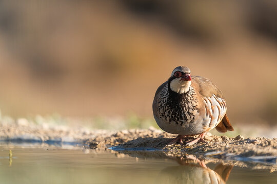 Red-Legged Partridge In A Pond  