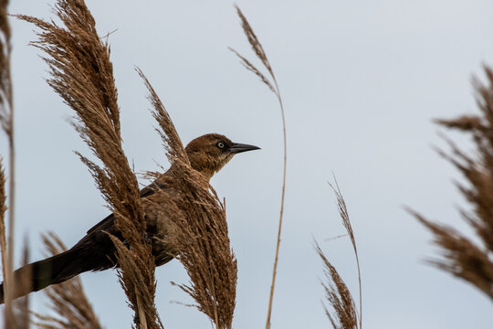 Female Boat-tailed Grackle (Quiscalus Major) Perched On Beach Grass In Suffolk County, Long Island, New York