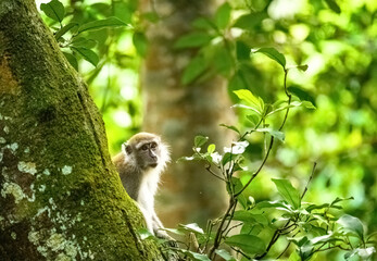 portrait of monkeys in jungle