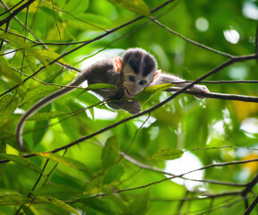 baby money playing on the tree