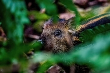 baby wild boar hiding in tropical forest