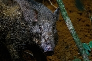 full size wild boar staring at the camera in the jungle