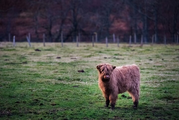 a young hairy scottish highland cow in the meadow