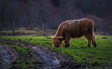 hairy scottish highland cow in the meadow eating grass