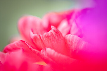 Macro Pink Carnation Flower in the Garden