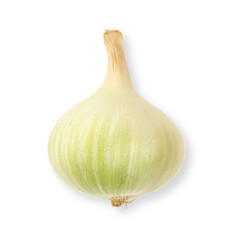 ripe white onion
