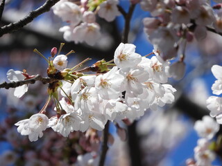日本の花・桜