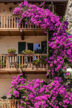 Pink Flowering Bushes In Limone , Italy