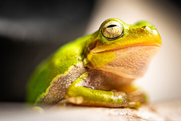 Macro Photo of a Small Green Frog in the Garden