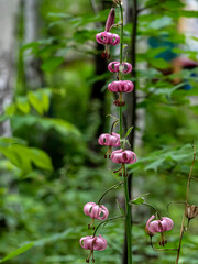 Obraz premium Lily martagon, a beautiful forest pink flower
