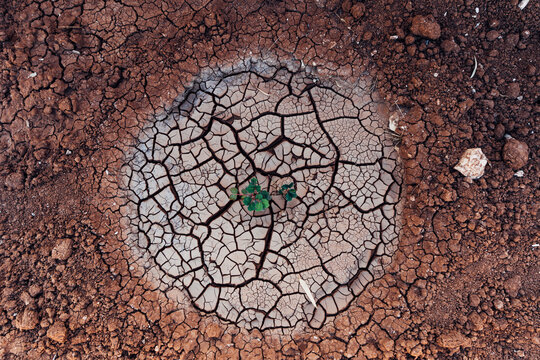 Seedling growing in arid soil
