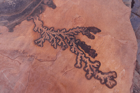Plant fossil