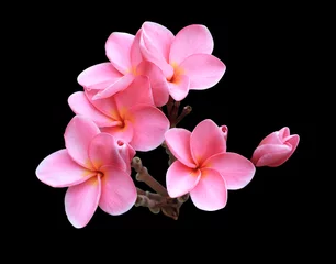 Keuken spatwand met foto Plumeria or Frangipani or Temple tree flower. Close up pink exotic plumeria flowers bouquet isolated on black background. © Tonpong