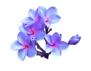 Plumeria or Frangipani or Temple tree flower. Close up pink-purple exotic plumeria flowers bouquet isolated on white background.
