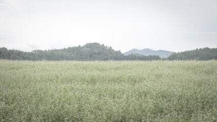 Obraz na płótnie Canvas 奈良県 笠のそば畑