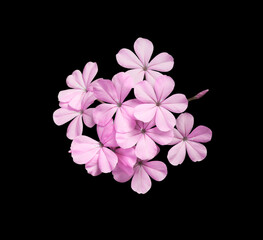 Fototapeta na wymiar White plumbago or Cape lead wort flowers. Close up pink-purple small flower bouquet isolated on black background.