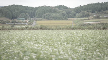 奈良県 笠のそば畑