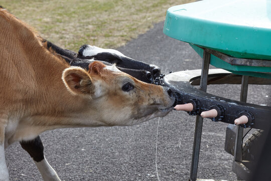 Calves drinking milk from feeder